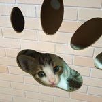 [고양이] 우리집 애기 고양이 <b>자랑</b> 4