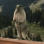 헐 ㅁㅊ 이 짤이 <b>비버</b>였어..?