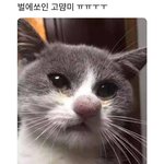 고1 <b>노베</b> 수국김듣는 거 어떻게생각함??