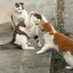 [엔하이픈] 이거 <b>막내즈</b>