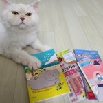 [고양이] 우리집 냥이 만두 자랑 ~~~