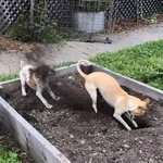 이렇게까지 쿨할 줄 몰랐던 <b>동물</b>