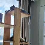 [고양이] 2030일째 육아육묘