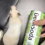 [ㅈㄱㄴ] 우리집 <b>골든</b>햄쨩 크기