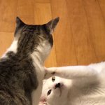 [NCT즌] 봉식이 <b>설</b>이 날이 귀엽다....사진 더 풀어줬으면