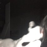 [인간학대] 살려줘 고양이가 괴롭혀..