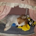 애교견 <b>푸딩</b>이^-^