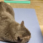 [고양이] 우리 냥이도 봐주라