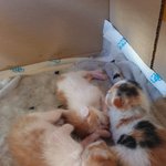 [고양이] 길고양이 새끼 독립문의