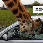 [댓글부탁해] 얘들아 !! 나 ㅈ된 것 같다