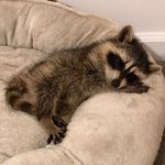 케팝 고인물이 노래 추천한다