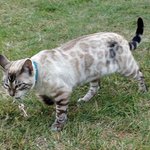 집사 애간장 태우는 냥<b>아치</b> 모음