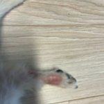 [개깊은빡침] 강아지 분양 ( <b>펫샵</b>의 무책임) 이야기