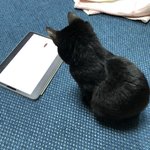 [고양이] 길냥이 였던 <b>깜냥</b>이 후추 자랑글