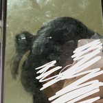 단발 판<b>녀</b> <b>똥</b>머리해봄