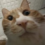 <b>하뉴</b> 여친 되는 법