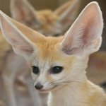 [스키즈] 아나 지쨔 똑같이 생긴 귀여운 <b>사막</b>여우 정인이