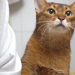 [NCT즌] 이 고양이 정쟤현 닮지않았냐