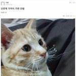 고양이 이름 이거 어때