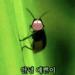 <b>롬앤</b> 베어그레이프 써본 애들아