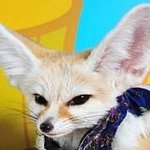 [스키즈] 나 <b>정인</b>이랑 놀고싶어서 프사도 깜찍한걸로 바꿨는데.....