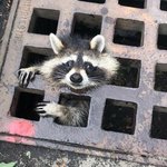 우물우물 <b>쿼카</b>❤️