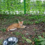 새끼고양이가 갑자기 떠났어요...