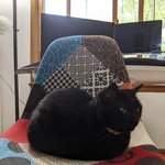 [NCT즌] ㅅㄷ 반려<b>동물</b> 있는 사람?