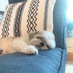 [더보이즈] 재혀니가 다<b>롱이</b> 근황짤 풀어주심