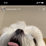 나도 강아지하고 싶다