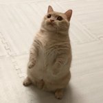 [댓글부탁해] 근데 교<b>메이</b>는 왜이렇게 인기없음