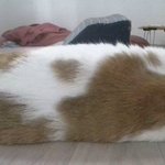 나의 동거묘 <b>도칠</b>이 변함없는 2021년 일상들.