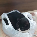 [고양이] 휴가예요~ 으르신~^^
