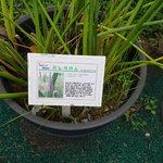 [스키즈] ㅅㄷ)바람쐬러 갔다가 신기한 <b>식물</b>을 발견했어