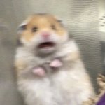 [드루와] 꿔<b>보</b>가 뭐<b>임</b>?