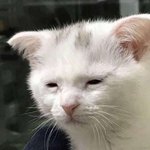 아 우리동네 코로나 개빡친다