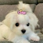 [에스파] 이 말티즈 누구지?