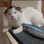 억울이라는 고양이 아는사람?