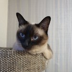 [고양이] 우리집 고양이들 넘 <b>귀엽</b>