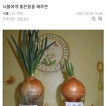 [NCT즌] <b>친오빠</b> 식물갤하더라