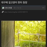 대구에 나타난 길고양이 담당일진