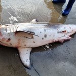 강릉 주문진 앞바다 악상어 출현…해수욕장 순찰 강화