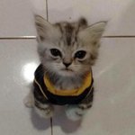 [NCT즌] <b>키티</b>같다