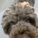 [<b>YG</b>] 강아지 사진으로 알게 된 와이지 친목 근황