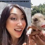 어느 날, 집 앞에 아기 멧돼지가?