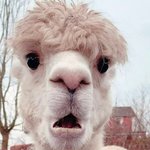 [빅뱅] 아니 <b>최승현</b>이랑 존똑