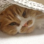 아기냥 <b>호빵</b>이-43