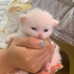 [19] 페르시안 고양이 키우는 판녀 업ㅅ어??제발ㅠㅠㅠ