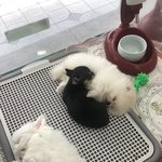 [댓글부탁해] 너네 버블티 최애 모야