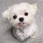 [군대] <b>전정</b>콩